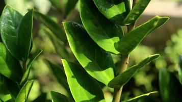 primo piano di zamioculcas zamiifolia pianta, gemma di zanzibar o palma di smeraldo. noto come pianta del dollaro o pianta zz. sfondo verde della natura. foto