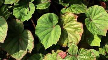 foglie di piante di begonia che sembrano luminose al sole del mattino. La begonia è un genere di piante da fiore perenni della famiglia delle begoniaceae. il genere contiene più di 2.000 specie di piante diverse. foto