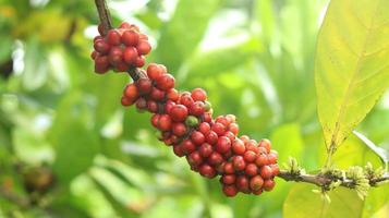 ciliegie di caffè rosse sui rami e mature così sono pronte per essere raccolte. frutta del caffè dall'isola di java indonesia. foto