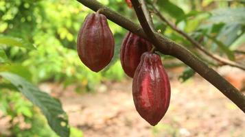 baccello di cacao rosso sull'albero nel campo. cacao o theobroma cacao l. è un albero coltivato in piantagioni originarie del sud america, ma oggi coltivato in varie aree tropicali. Giava, Indonesia. foto