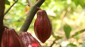 baccello di cacao rosso sull'albero nel campo. cacao o theobroma cacao l. è un albero coltivato in piantagioni originarie del sud america, ma oggi coltivato in varie aree tropicali. Giava, Indonesia. foto