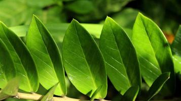 primo piano di zamioculcas zamiifolia pianta, gemma di zanzibar o palma di smeraldo. noto come pianta del dollaro o pianta zz. sfondo verde della natura. foto