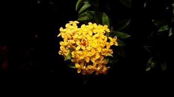 fiore di ashoka giallo con sfondo nero della natura. il fiore di ashoka o saraca asoca è una pianta con bellissimi fiori che sono molto familiari. questa specie appartiene alla famiglia delle rubiaceae o soka-sokaan. foto