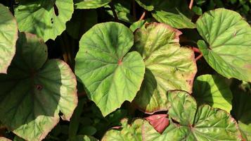 foglie di piante di begonia che sembrano luminose al sole del mattino. La begonia è un genere di piante da fiore perenni della famiglia delle begoniaceae. il genere contiene più di 2.000 specie di piante diverse. foto