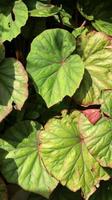 foglie di piante di begonia che sembrano luminose al sole del mattino. La begonia è un genere di piante da fiore perenni della famiglia delle begoniaceae. il genere contiene più di 2.000 specie di piante diverse. foto