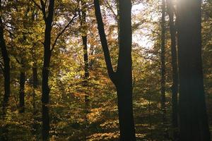atmosfera leggera in autunno in una foresta di latifoglie. foto
