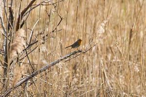 pettirosso su un ramo nel parco nazionale. piumaggio colorato del piccolo uccello canoro. foto