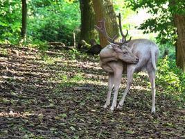 cervo bianco isolato in una foresta decidua. colpo animale del mammifero. foto