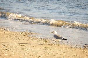 gabbiano sulla spiaggia di blavand in danimarca di fronte alle onde del mare. colpo di uccello foto