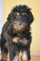 cucciolo di goldendoodle di colore nero focato. cane ibrido di golden retriever e barboncino. foto