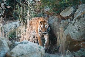 tigre siberiana. elegante gatto grande. predatore in via di estinzione. pelliccia a righe bianche, nere, arancioni foto