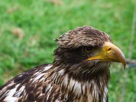 aquila reale ritratto fotografia della testa. piumaggio marrone, bianco foto