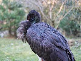 cicogna nera rilasciata nel parco selvaggio foto