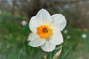 narcisi a Pasqua su un prato. fiori bianchi gialli brillano contro l'erba verde. foto