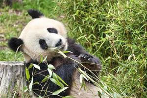 grande panda seduto a mangiare bambù. specie in pericolo. mammifero in bianco e nero foto