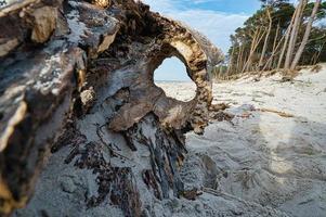 spiaggia occidentale sulla spiaggia del Mar Baltico. natura morta dettagliata e strutturata. foto