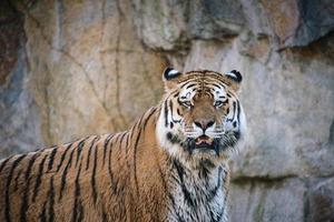 tigre siberiana. elegante gatto grande. predatore in via di estinzione. pelliccia a righe bianche, nere, arancioni foto