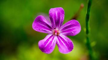 primo piano di un fiore di un bel fiore. scatto singolo dettagliato foto