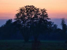 all'alba, mistica alba con un albero sul prato nella nebbia. colori caldi della natura. fotografia di paesaggio nel brandeburgo foto