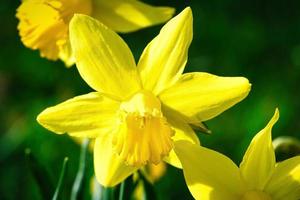 narcisi a Pasqua su un prato. fiori bianchi gialli brillano contro l'erba verde. foto