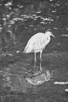 airone cenerino sull'acqua, in agguato per la preda. elegante cacciatore. foto animale di un uccello