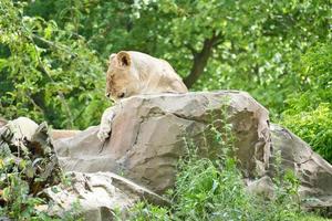 leonessa sdraiata su una roccia. predatore rilassato che guarda in lontananza. foto di animali