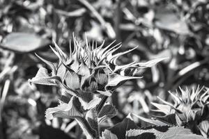 germoglio di girasole su un campo di girasoli raffigurato individualmente. fiore giallo rotondo foto