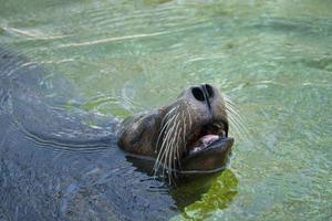 foca allo zoo di berlino foto