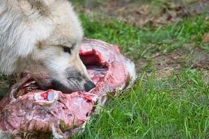 giovane lupo bianco, catturato nel wolfspark werner freund mentre si nutre foto