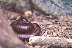 un millepiedi gigante arrotolato in un terrario. foto