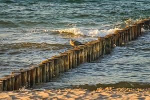 groynes sulla spiaggia del mar baltico a zingst. le onde si infrangono sul legno foto