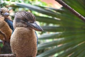 ridendo hans su un ramo. bellissimo piumaggio colorato dell'uccello australiano. foto