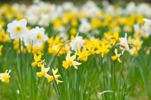 narcisi a Pasqua su un prato. fiori bianchi gialli brillano contro l'erba verde. foto