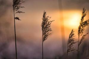 canna alla luce del sole rosa rosso arancione. tramonto romantico. umore sognante e calmo in natura foto