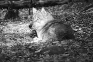 lupo mongolo in una foresta decidua da vicino in bianco e nero. foto