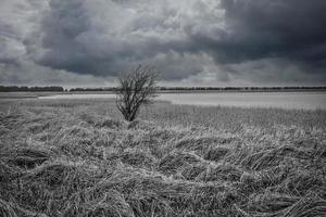 pramort di avvistamento degli uccelli sui darss. ampio paesaggio in bianco e nero, con albero singolo foto