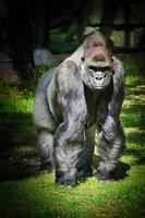 gorilla, dorso d'argento. la grande scimmia erbivora è imponente e forte. foto