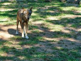 lupo mongolo con contatto visivo con l'osservatore. predatore rilassato fotografato individualmente. foto