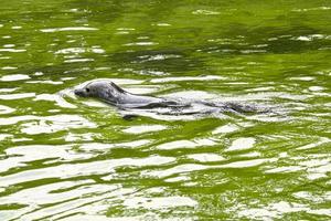 foca che nuota nell'acqua. primo piano del mammifero. specie in via di estinzione in germania foto