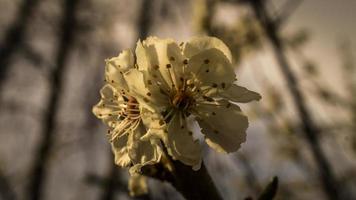 fiori di ciliegio sui rami di un ciliegio. foto