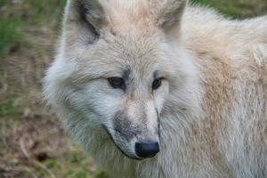 giovane lupo bianco del parco dei lupi werner freund. foto