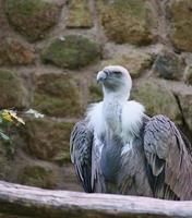 ritratto di un avvoltoio grigio. grande uccello, grigio, piume bianche. spazzino dall'africa foto