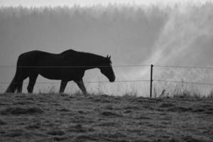 cavallo nel saarland su un prato con nebbia nella foresta. foto