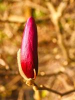 gli alberi di magnolia sono un vero splendore nella stagione della fioritura. una natura accattivante foto