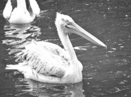 pellicano in bianco e nero, nuotando nell'acqua. piumaggio bianco grigio, grande becco, foto