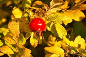 sulla costa di blavand danimarca. i cespugli di rosa canina brillano di rosso, giallo e verde foto