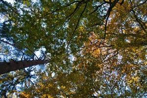 atmosfera leggera in autunno in una foresta di latifoglie. foto