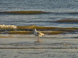 gabbiano sulla spiaggia di blavand in danimarca di fronte alle onde del mare. colpo di uccello foto