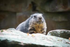 marmotta sdraiata su roccia di fronte allo spettatore. piccolo roditore delle alpi. animale mammifero foto