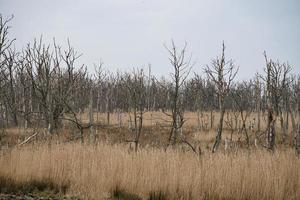 alberi morti nel mar Baltico. foresta morta. vegetazione danneggiata. Parco Nazionale foto